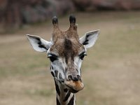 gaiazoo20-8-17 (96)